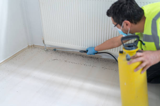 Wasp Removal Services in Highland, NY